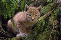 Lynx kitten-2.jpg