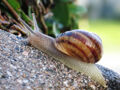 Common snail.jpg