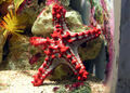 800px-Red-knobbed.starfish.arp.jpg